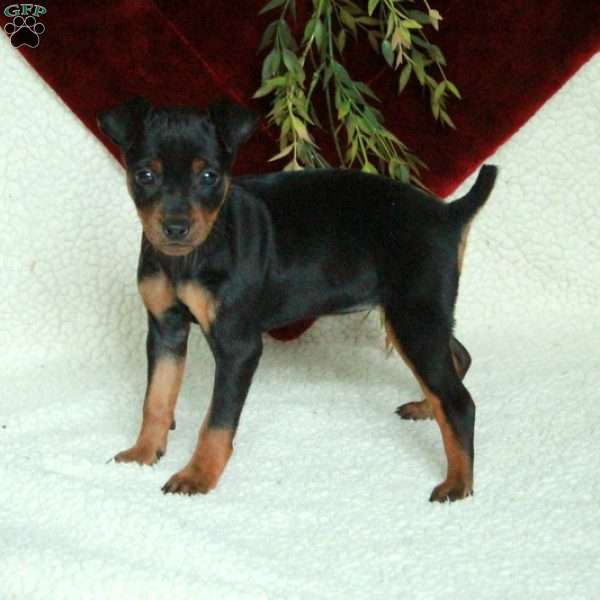 Daisy, Miniature Pinscher Puppy