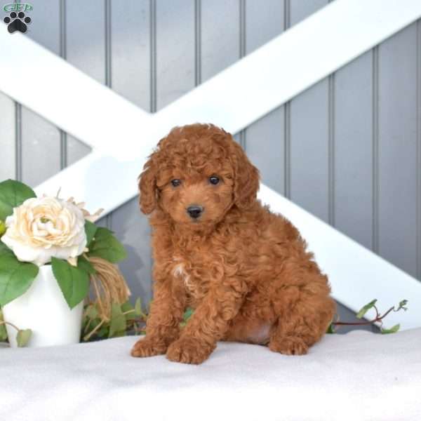Daisy, Miniature Poodle Puppy
