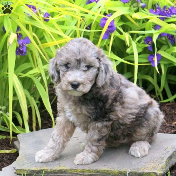 Daisy, Mini Goldendoodle Puppy