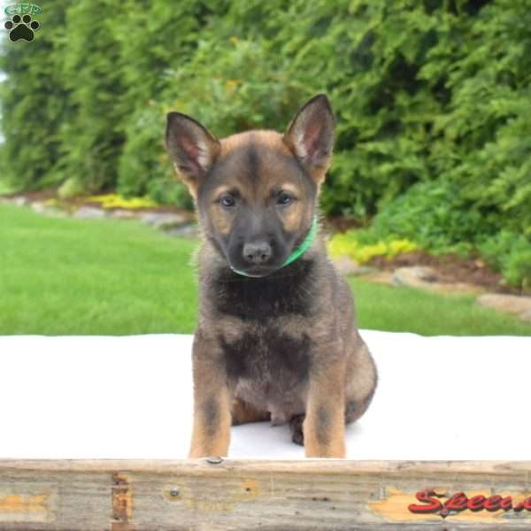 Dallas, German Shepherd Puppy