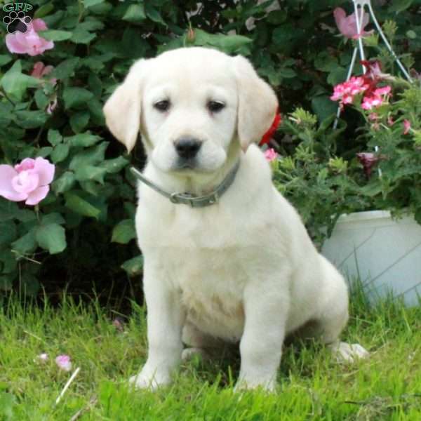 Dandelion, Golden Labrador Puppy