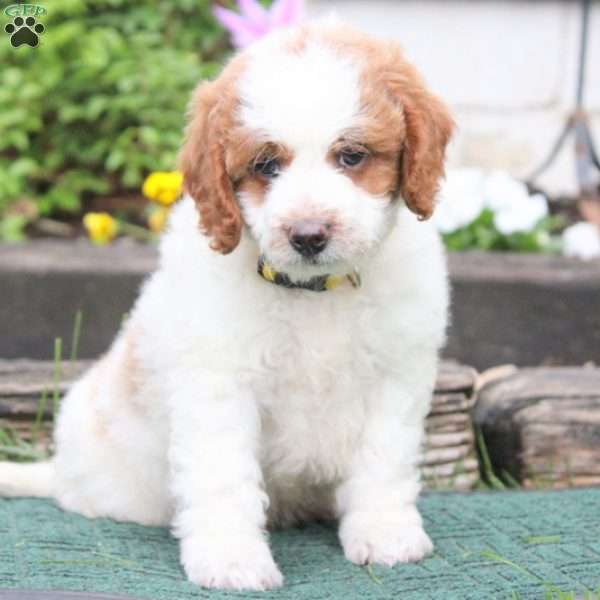 Danny, Mini Goldendoodle Puppy