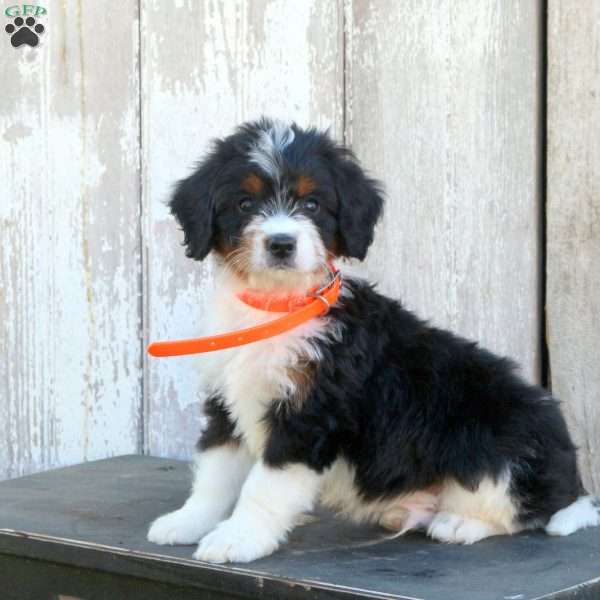 Danny, Miniature Poodle Mix Puppy