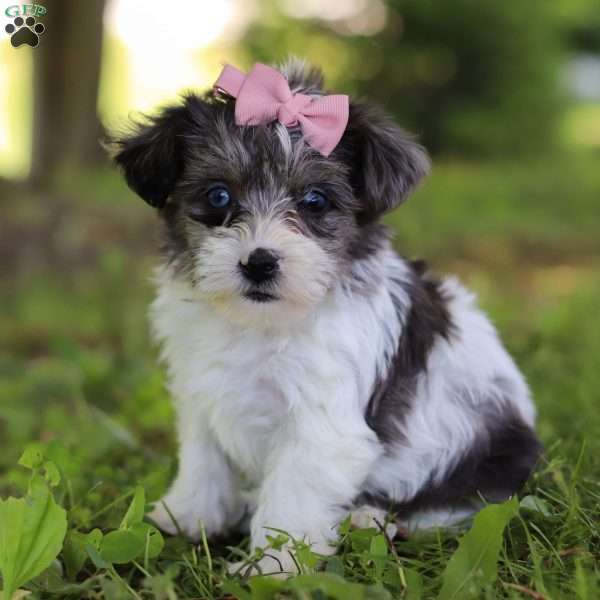 Darcy, Yorkie Poo Puppy