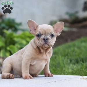 Darla, French Bulldog Puppy