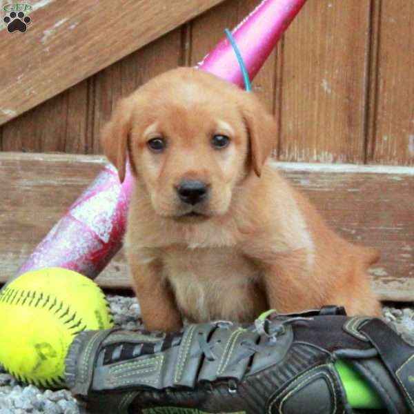 Darling, Fox Red Labrador Retriever Puppy