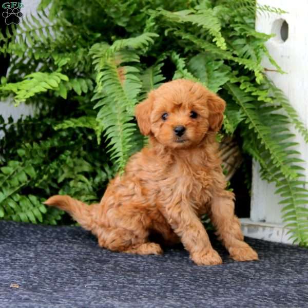 Darling, Cavapoo Puppy