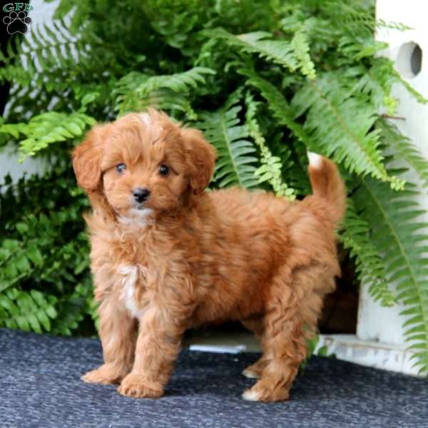 Daryl, Cavapoo Puppy