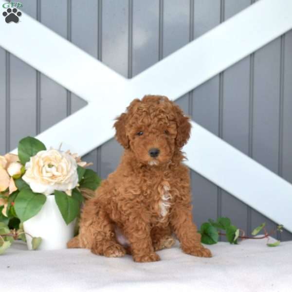 Dash, Miniature Poodle Puppy