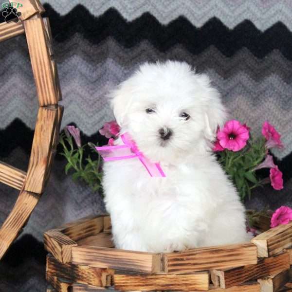 Dawn, Maltese Puppy