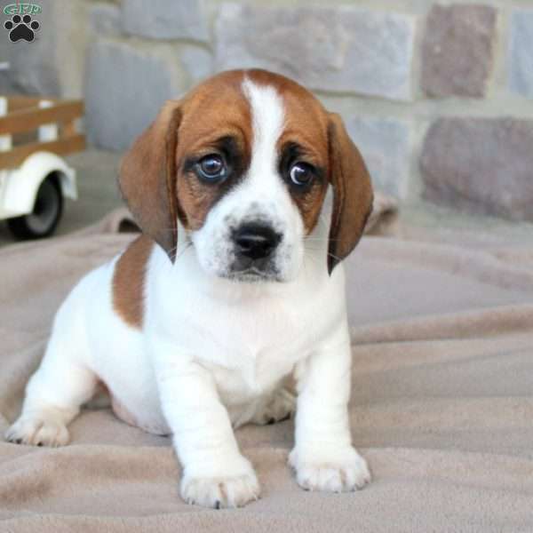 Dax, Beagle Mix Puppy