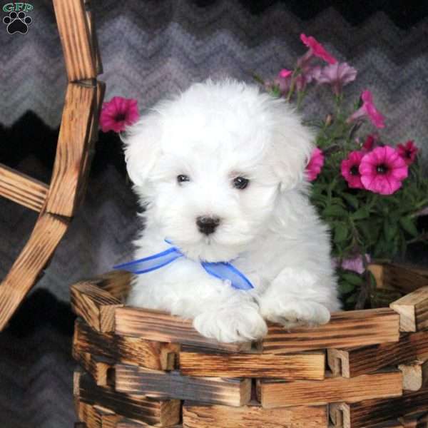 Dean, Maltese Puppy