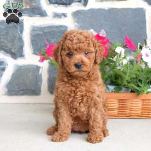 Elmer Zook - Dog Breeder | Greenfield Puppies