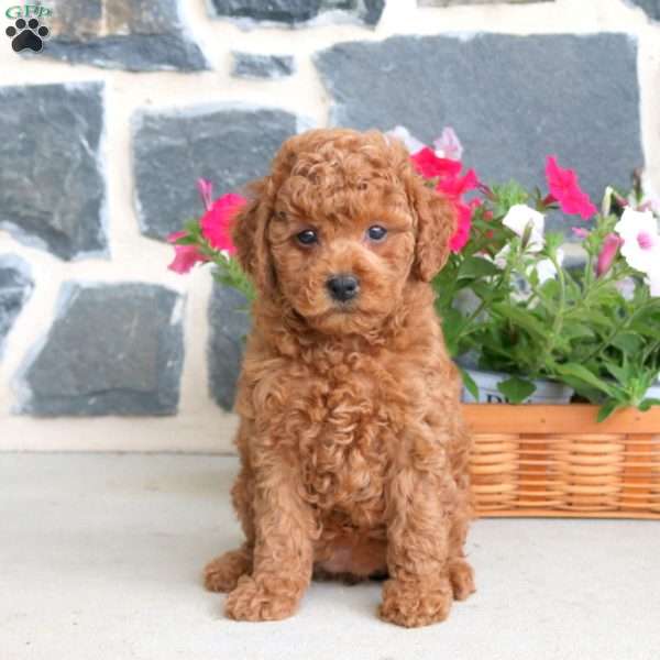 Deanne, Toy Poodle Puppy