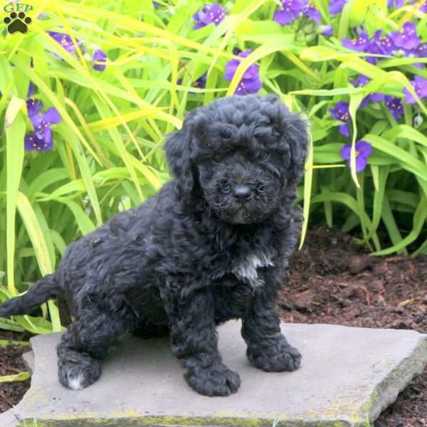 Debby, Mini Goldendoodle Puppy