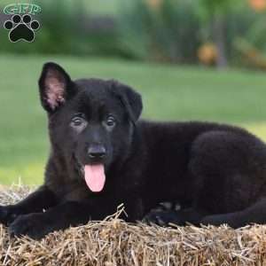 Debra, German Shepherd Puppy