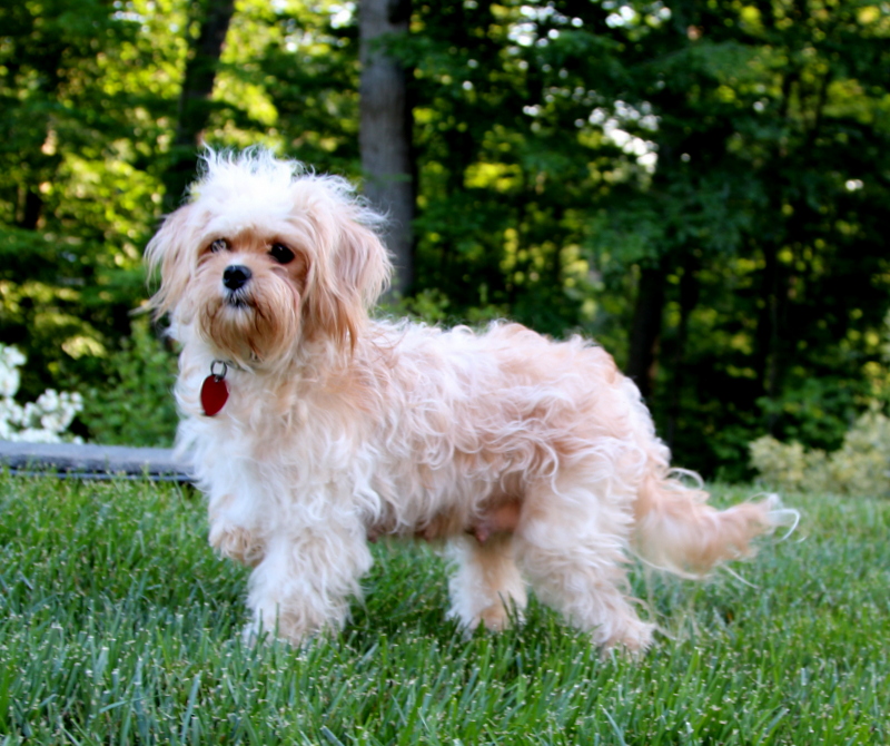 Seth Cavapoo Puppy For Sale in Pennsylvania