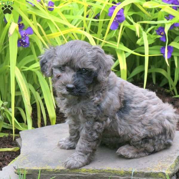 Delilah, Mini Goldendoodle Puppy