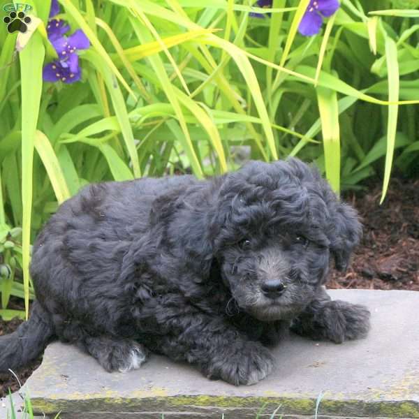 Dennis, Mini Goldendoodle Puppy