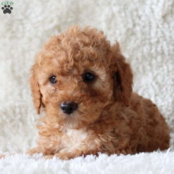 Derek, Mini Goldendoodle Puppy