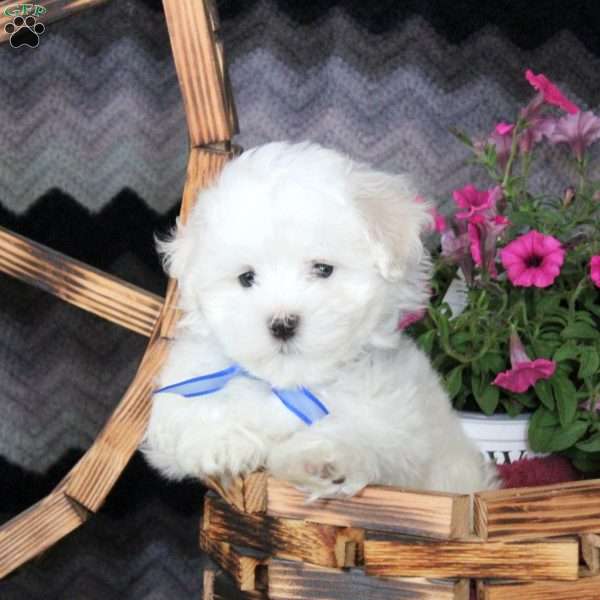 Derek, Maltese Puppy