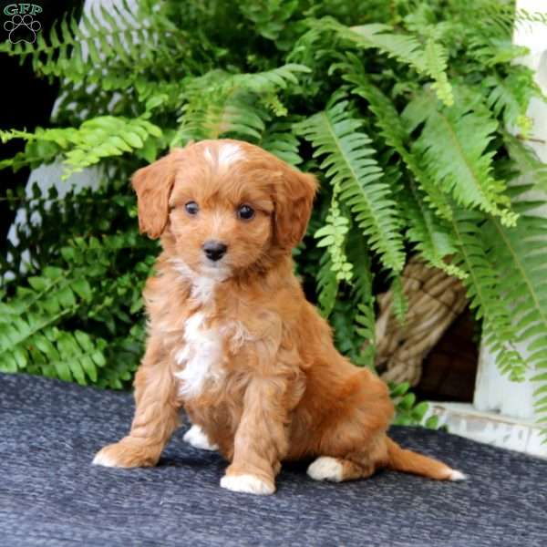 Destiny, Cavapoo Puppy