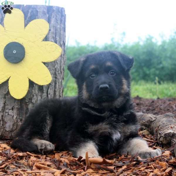 Devan, German Shepherd Puppy