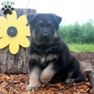 Devan, German Shepherd Puppy