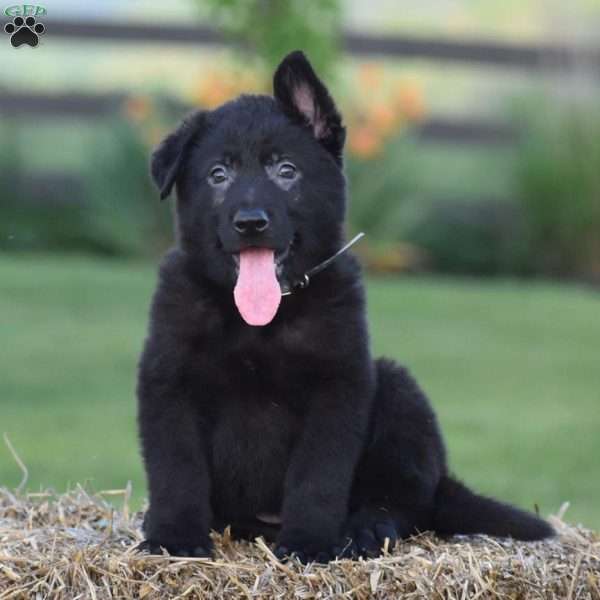 Dexter, German Shepherd Puppy