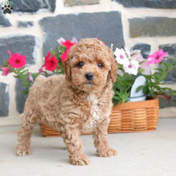 Dexter, Toy Poodle Puppy