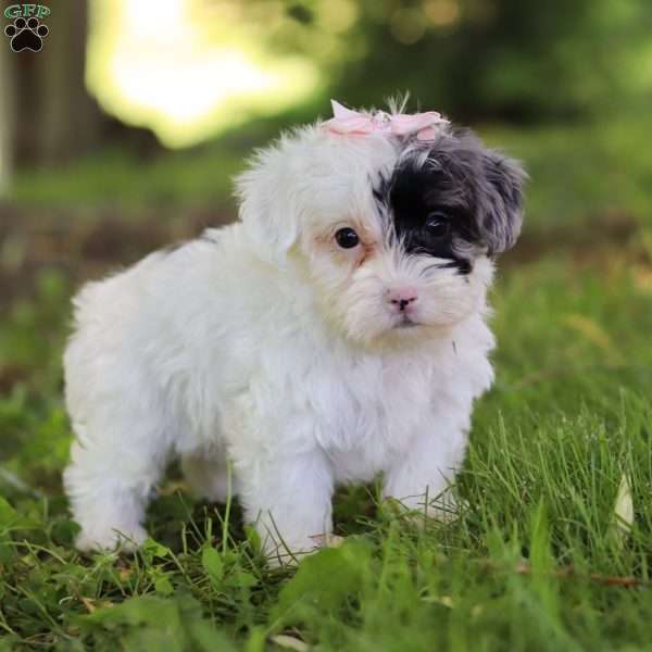 Diamond, Yorkie Poo Puppy