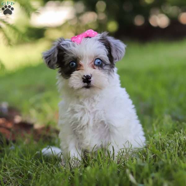 Dianna, Yorkie Poo Puppy