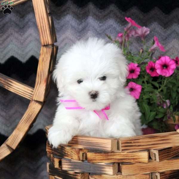 Diane, Maltese Puppy