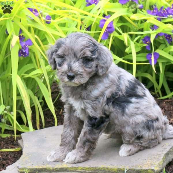 Dilbert, Mini Goldendoodle Puppy