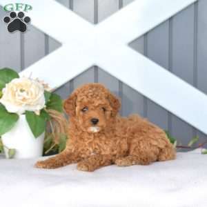 Dixie, Miniature Poodle Puppy