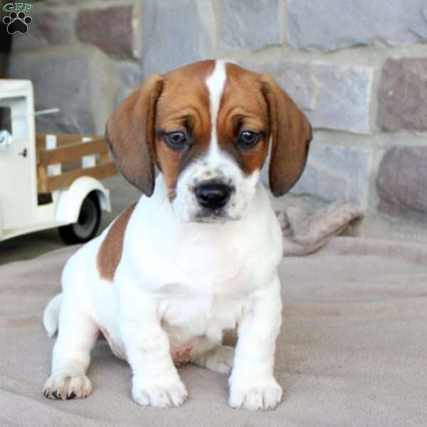 Dixon, Beagle Mix Puppy