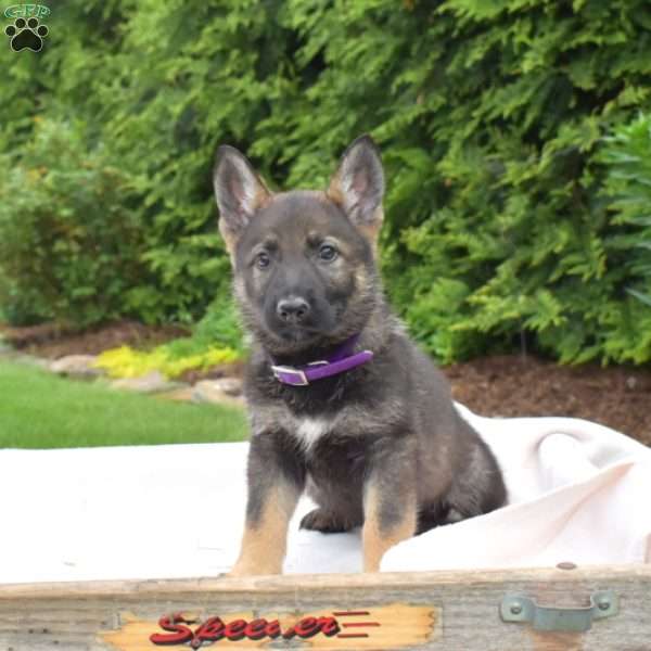 Dodger - German Shepherd Puppy For Sale in Pennsylvania