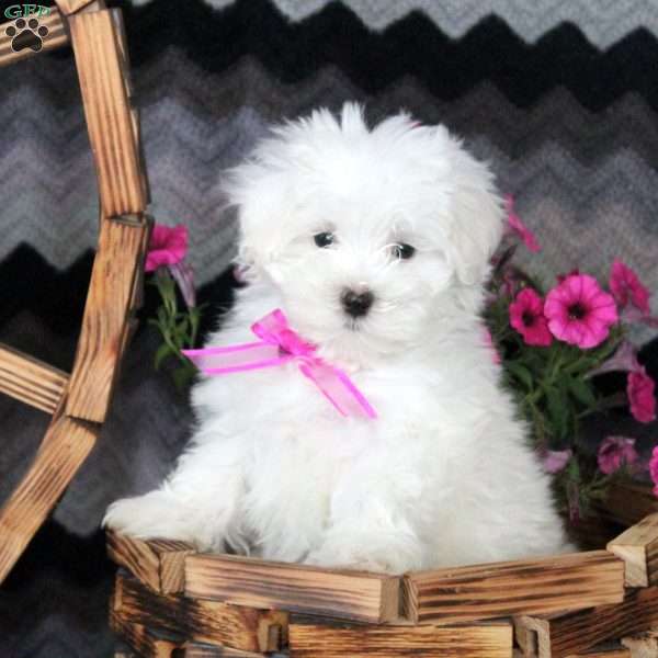 Dolly, Maltese Puppy