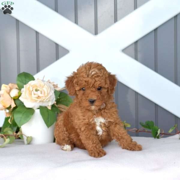 Dolly, Miniature Poodle Puppy