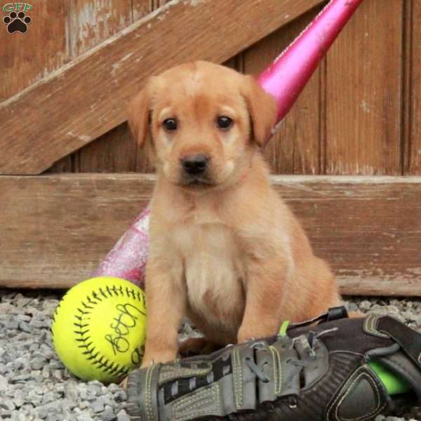 Domino, Fox Red Labrador Retriever Puppy