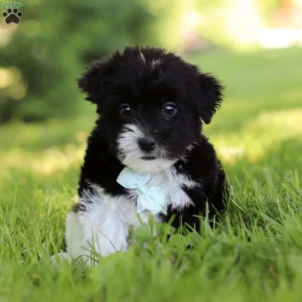 Donald, Yorkie Poo Puppy