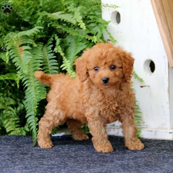 Donna, Cavapoo Puppy