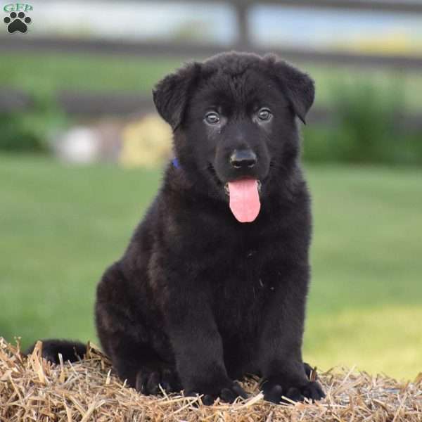 Donner, German Shepherd Puppy