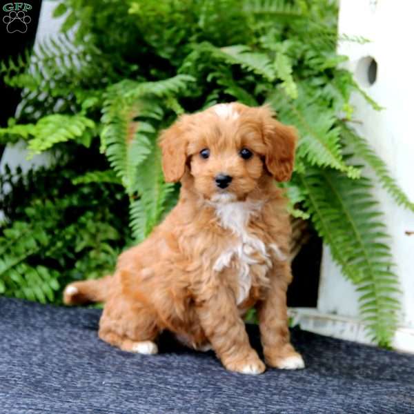 Donnie, Cavapoo Puppy