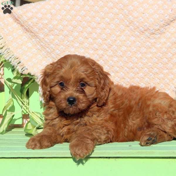 Dora, Mini Labradoodle Puppy