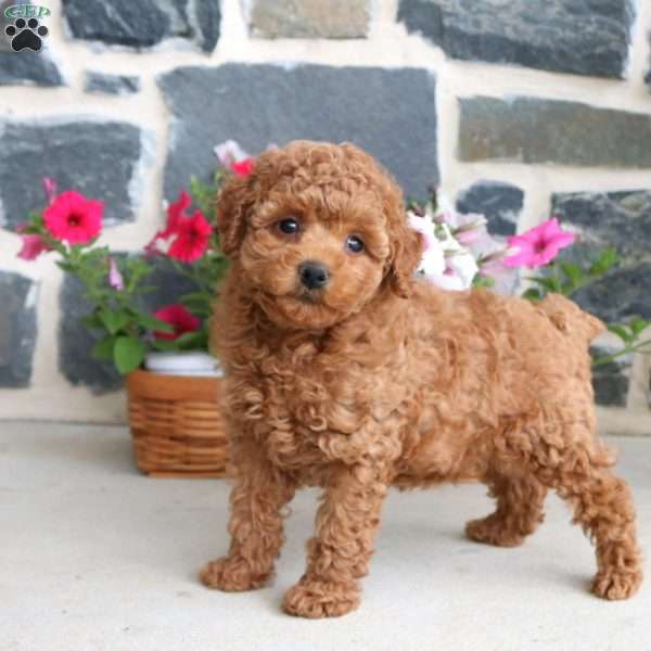 Dorian, Toy Poodle Puppy