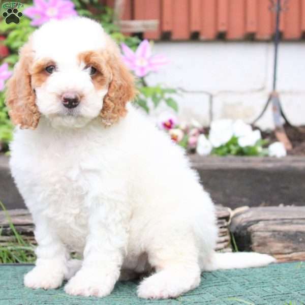 Dory, Mini Goldendoodle Puppy