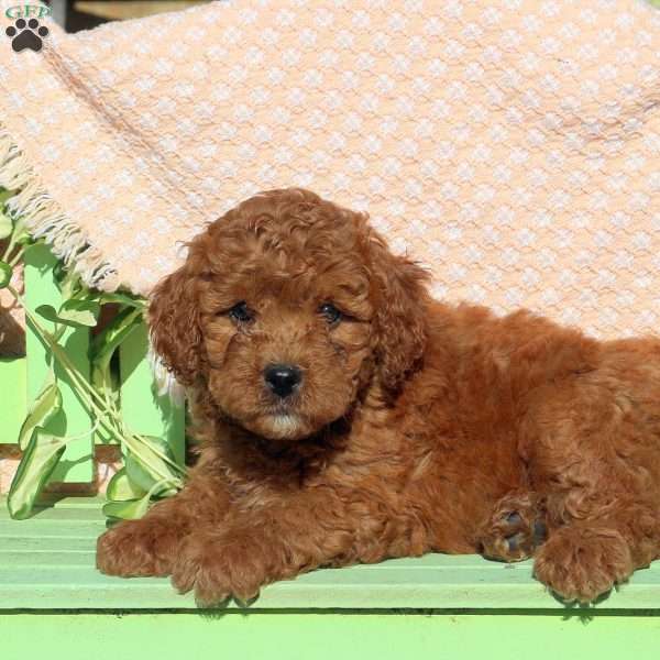 Drake, Mini Labradoodle Puppy