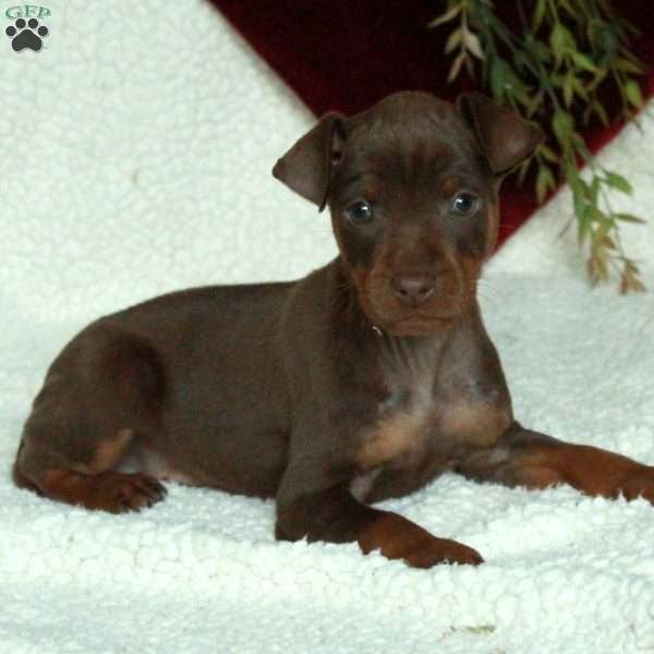 Drew, Miniature Pinscher Puppy