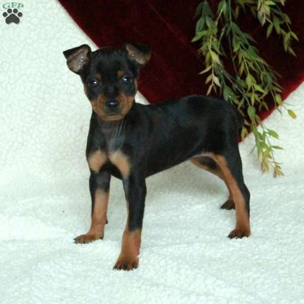 Duchess, Miniature Pinscher Puppy